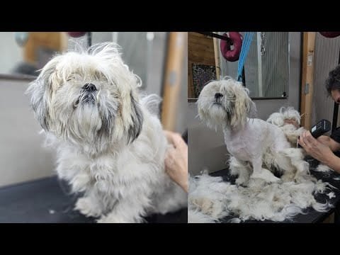 Pet grooming