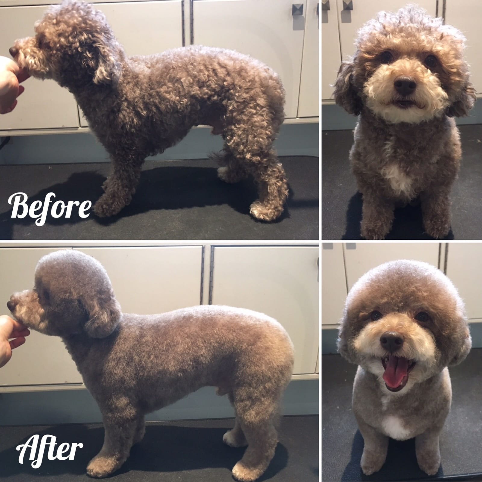 Pet grooming