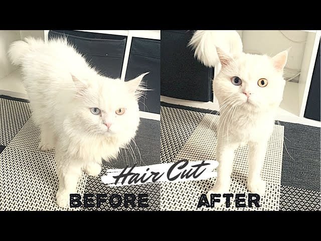 Pet grooming