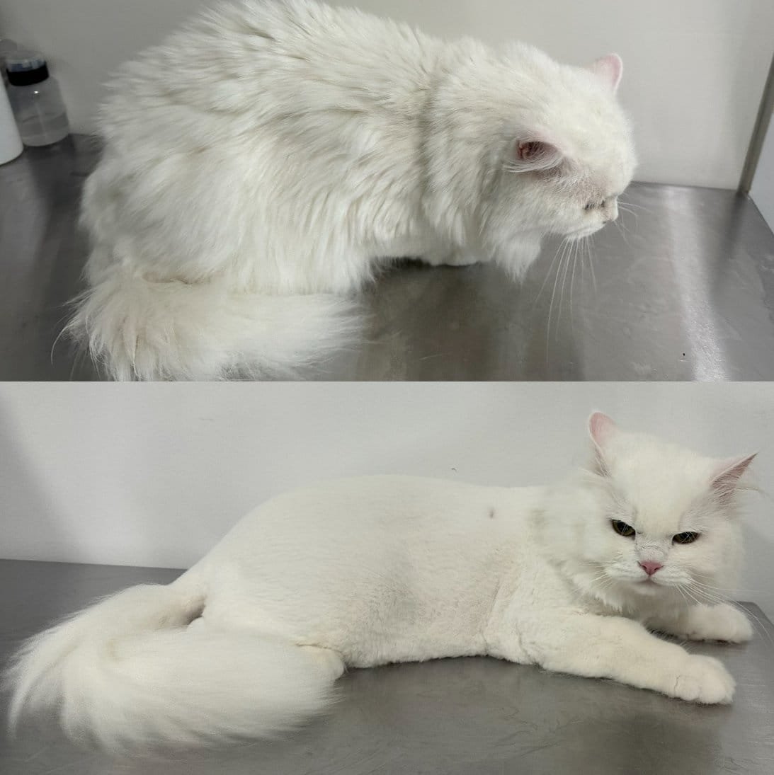 Pet grooming